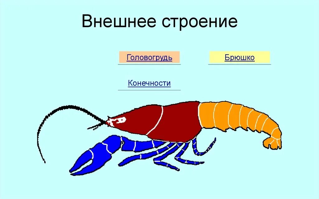 Строение головогруди ракообразных. Внешнее строение ракообразных рисунок. Ракообразные строение головогрудь и брюшко. Строение креветки головогрудь. Сегментированное тело у каких