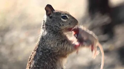 Apparently Squirrels Eat Mice, And It's Pretty Gruesome - Outdoors360.