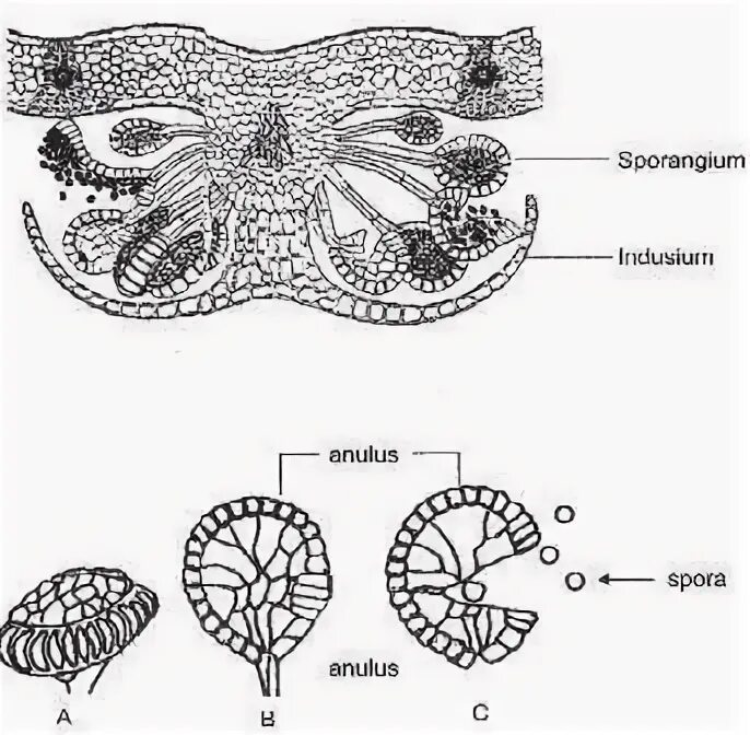Спорангиев сорус папоротника. Строение соруса папоротника. Поперечный разрез через Сорус папоротника. Сорус в разрезе папоротники. Поперечный срез соруса папоротника.