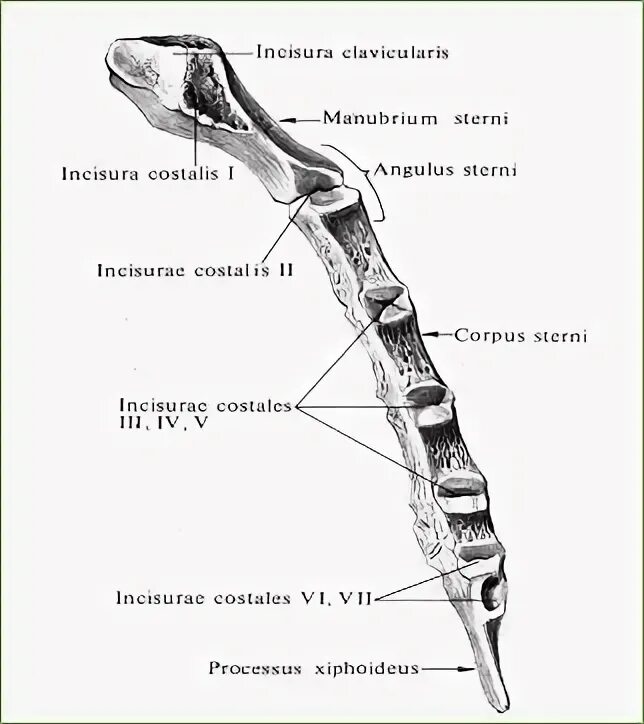 Стопа анатомия кости пяточная кость. Sulcus tendinis musculi flexoris hallucis longi. Поверхность кости на латинском языке. Sulcus tendinis musculi peronei longi. Строение таранной кости стопы.