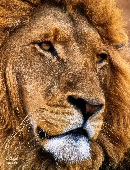 About Wild Animals: Portrait face of a lion Wild animals pictures, Animals wild,
