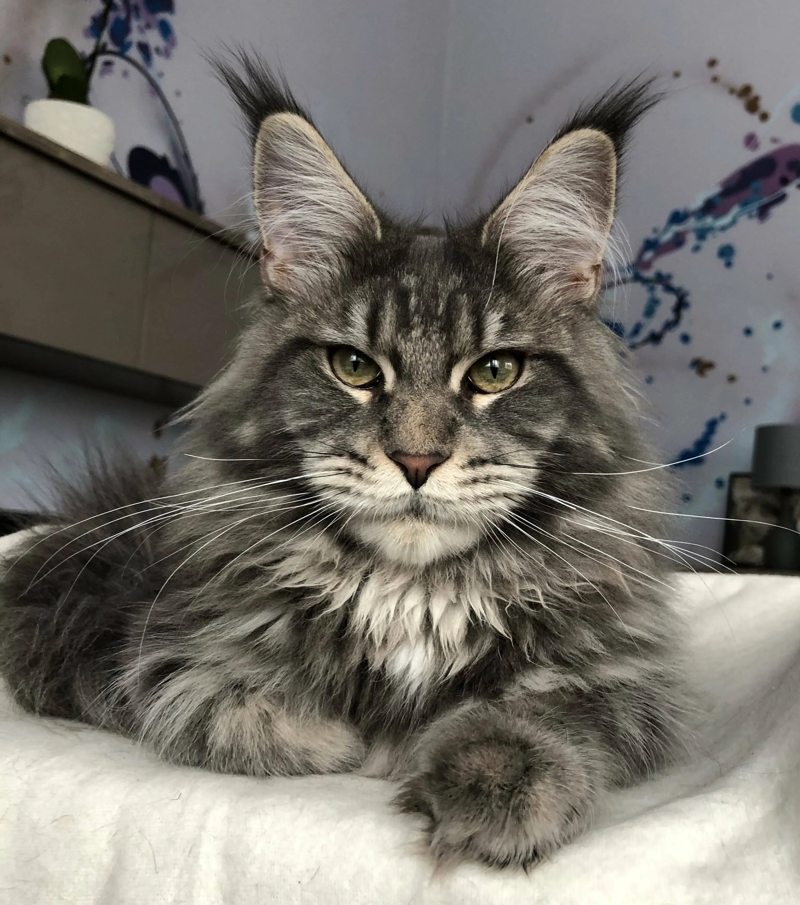 Манкун коты