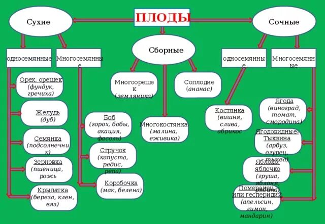 Типы плодов и примеры. Типы плодов и примеры