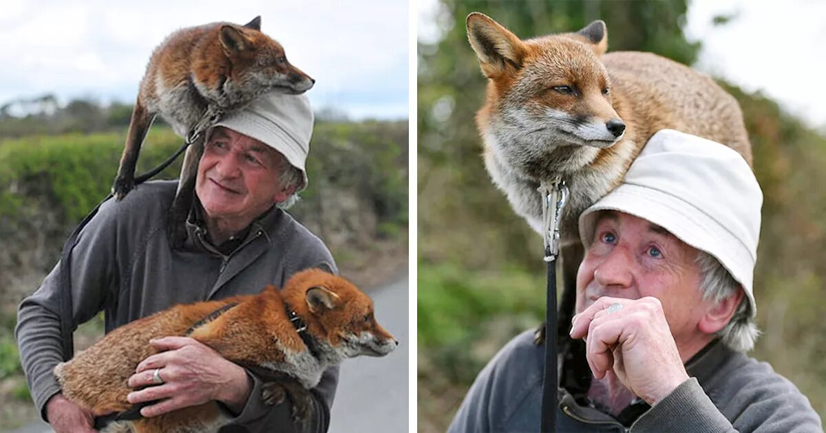 Пэтси Гиббонс и его лисы. Фокс с хозяином. These are foxes