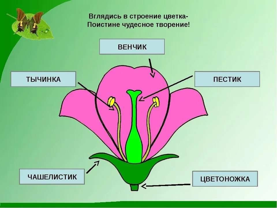 Из чего состоит цветов