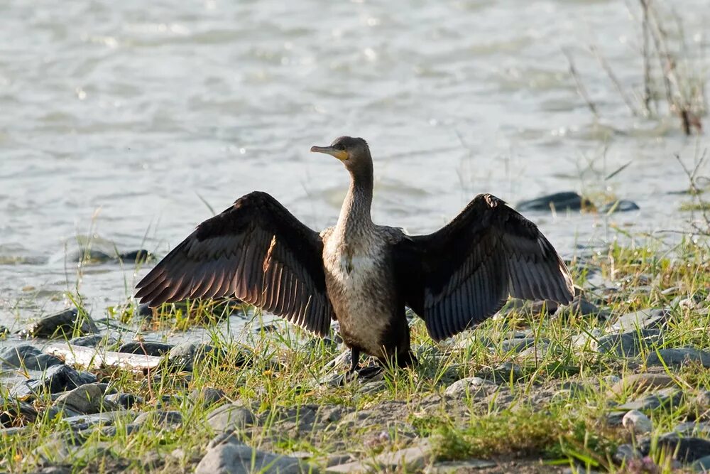 Большой Баклан Phalacrocorax Carbo. Баклан на Алтае. Галапагосский нелетающий Баклан. Баргузинский Баклан.