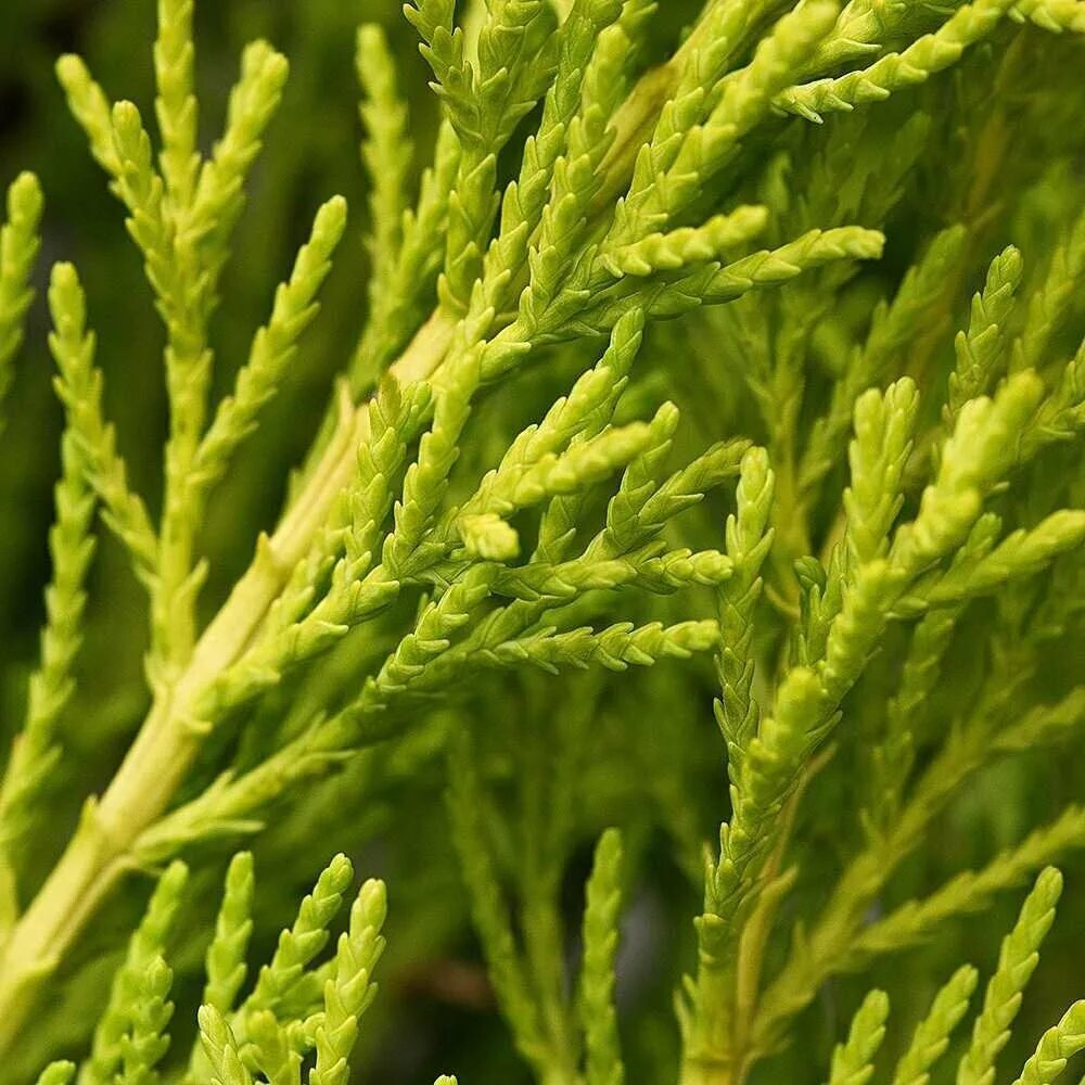 Кипарис - cupressus. Купрессоципарис (кипарис х кипарисовик) лейланда 'eisspitze'. Хвоя кипарисовика. Кипарис хвоя. Хвоя кипарисовика.
