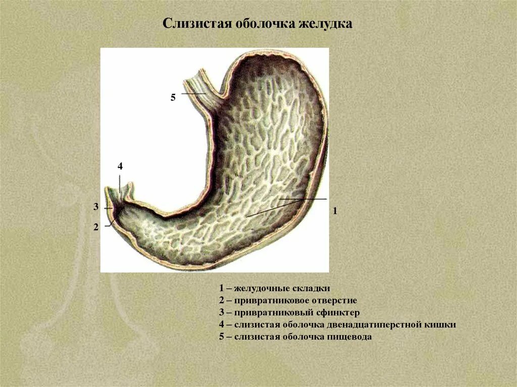 Строение оболочки желудка. Слизистая оболочка желудка. Складки слизистой желудка. Складки слизистой оболочки желудка.