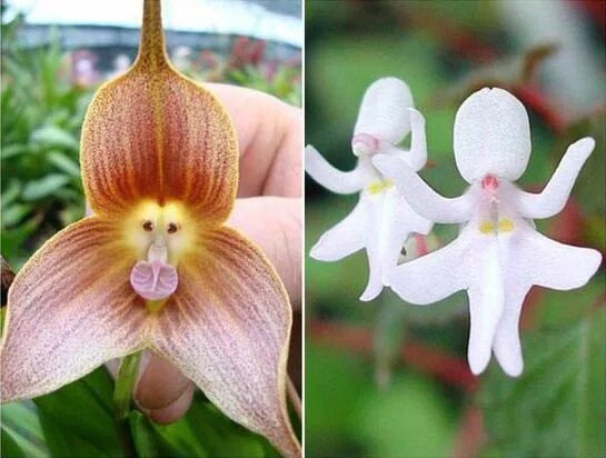 Орхидея impatiens bequaertii. Дюймовочка цветок растение. Каждый цветок был похож. Каждый цветок был похож. Caladenia melanema.