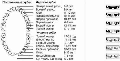 В каком возрасте меняются клыки