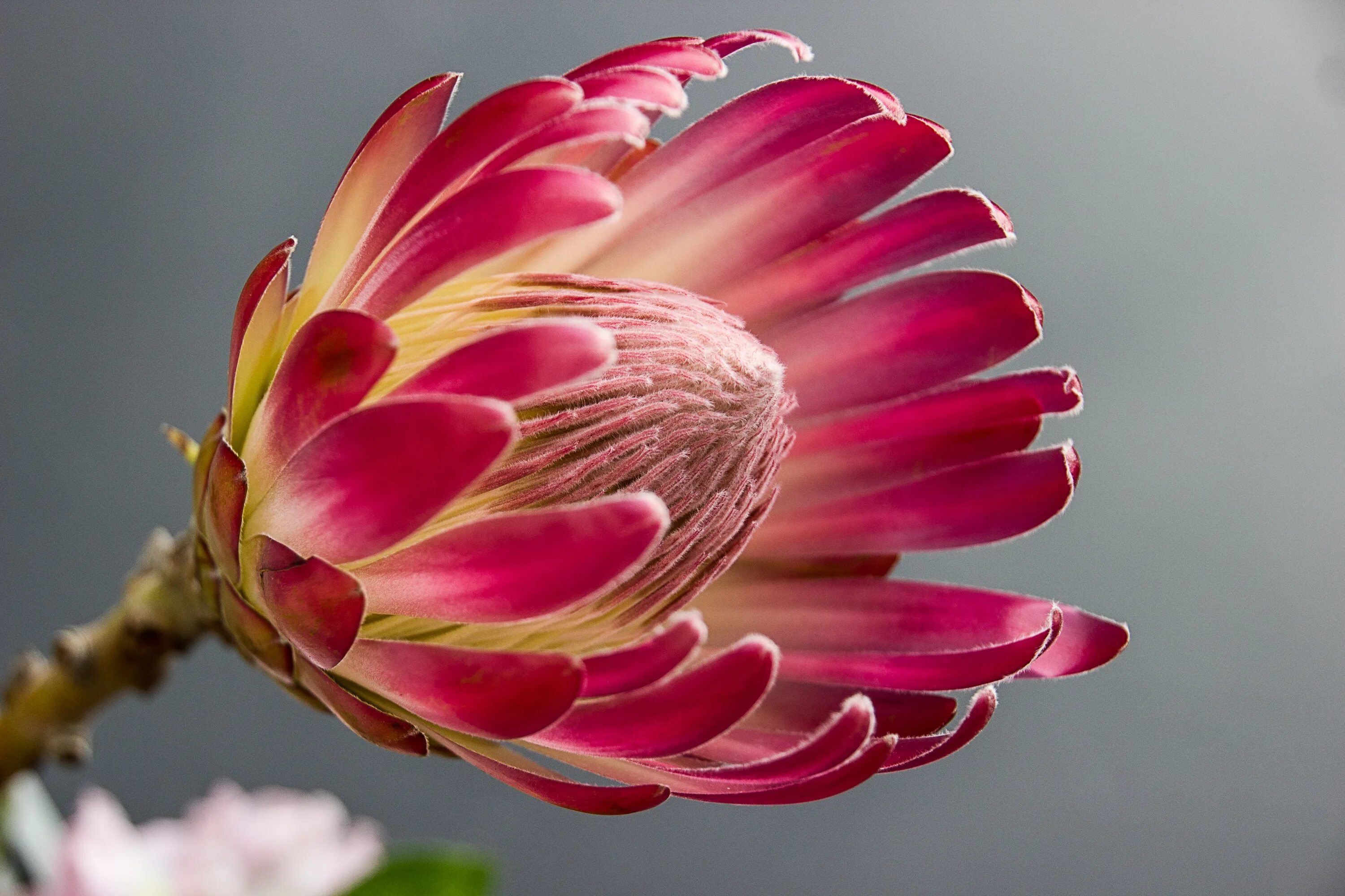 Protea cynaroides - протея артишоковая. Протея Магнифика. Протея Пинк айс. Flower mm2