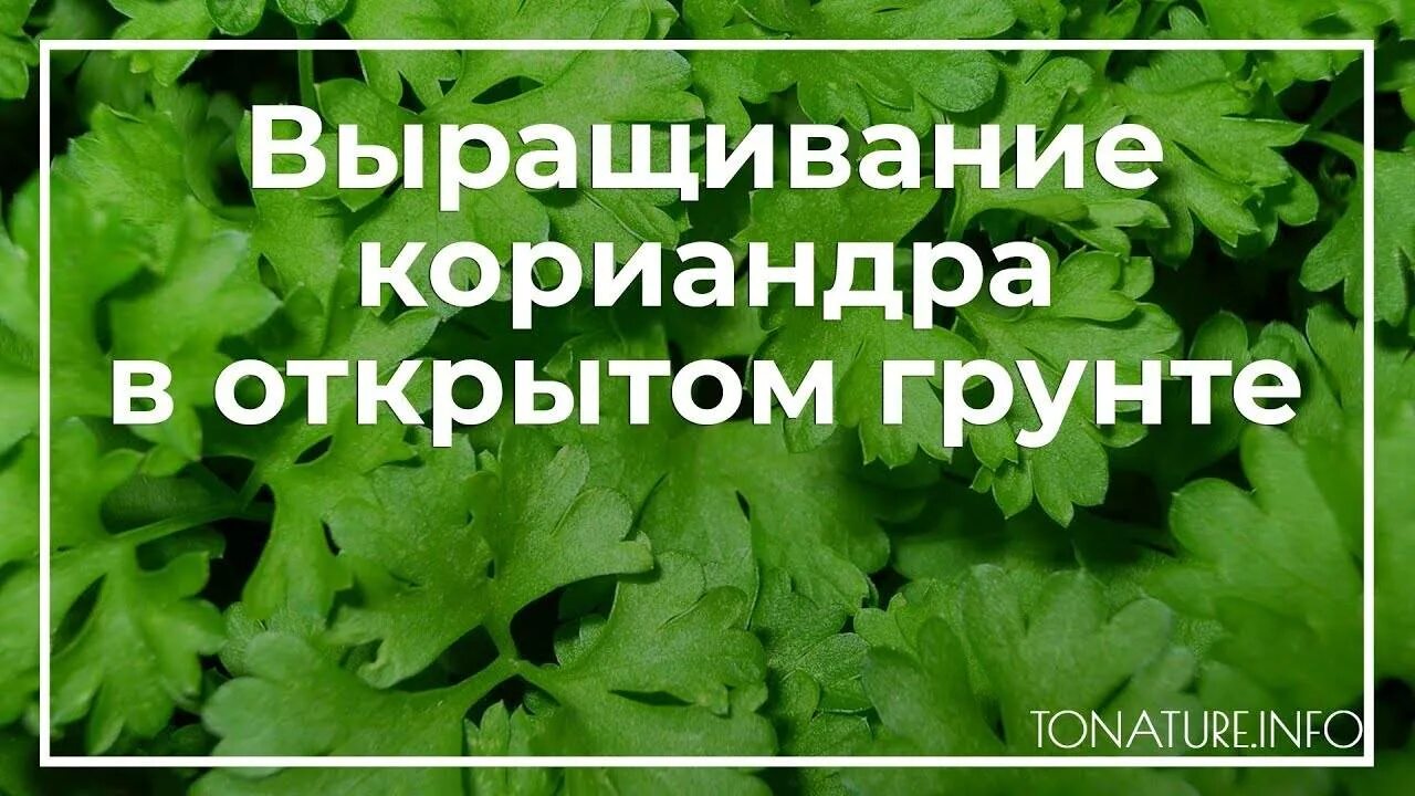 Когда сажать кориандр в открытый грунт. Сеем кинзу в открытый. Как растет кинза. Посадить кинзу в открытый грунт семенами. Как посадить петрушку в открытый грунт.