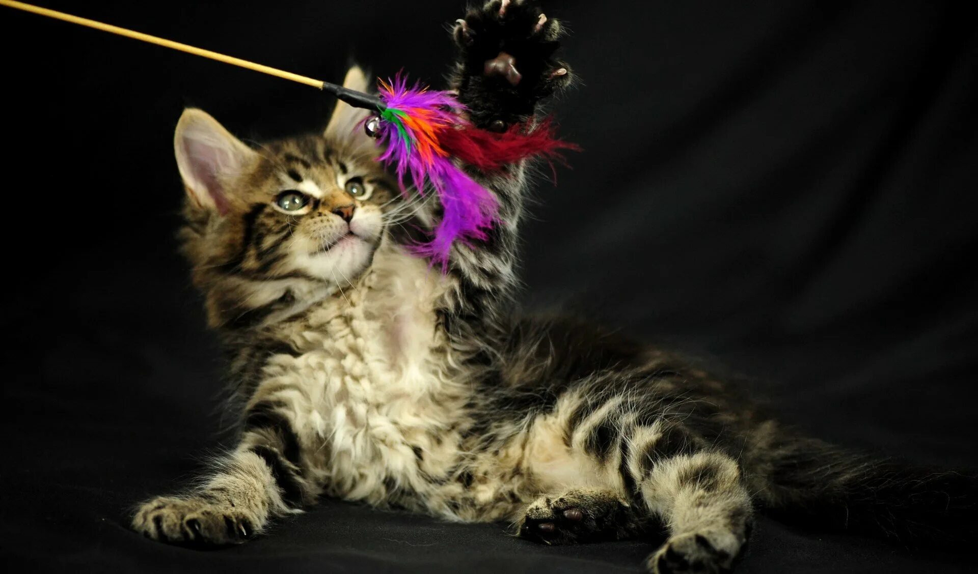 Ман кун. Кошка мейн кун. сиамский мейн кун. котята мейн куна. кот мейн кун фото.