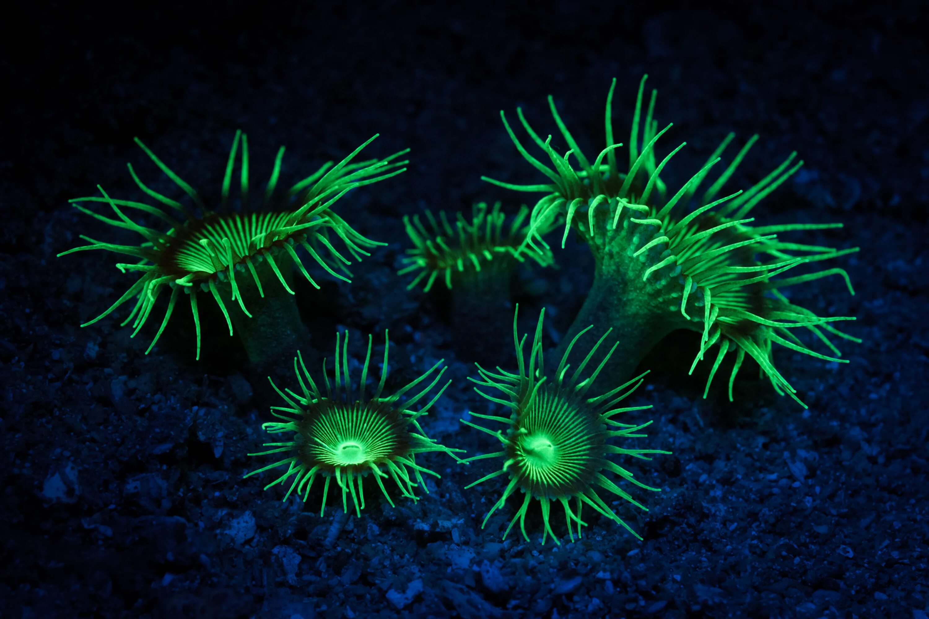 Биолюминесценция кишечнополостных. Кольчатые черви биолюминесценция. Биолюминесценция морских обитателей. Биолюминесценция риф. Море живое существо