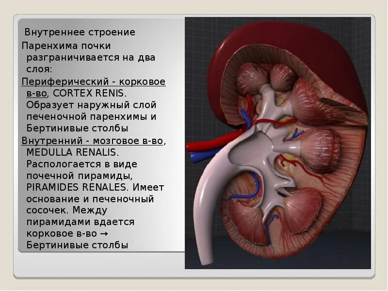 Паренхима почки что это. Строение паренхимы почек. Строение паренхимы почки анатомия. Паренхима почки внутренний слой.