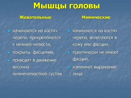Чем мимические мышцы отличаются от жевательных кратко