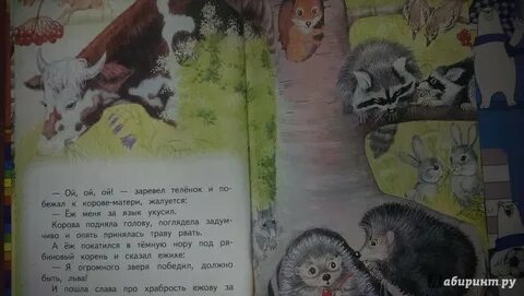 Сказка толстого еж в старшей группе