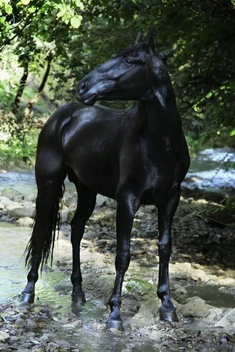 Female Horse Names - The 500 Most Popular Names for Fillies and Mares PetPress F