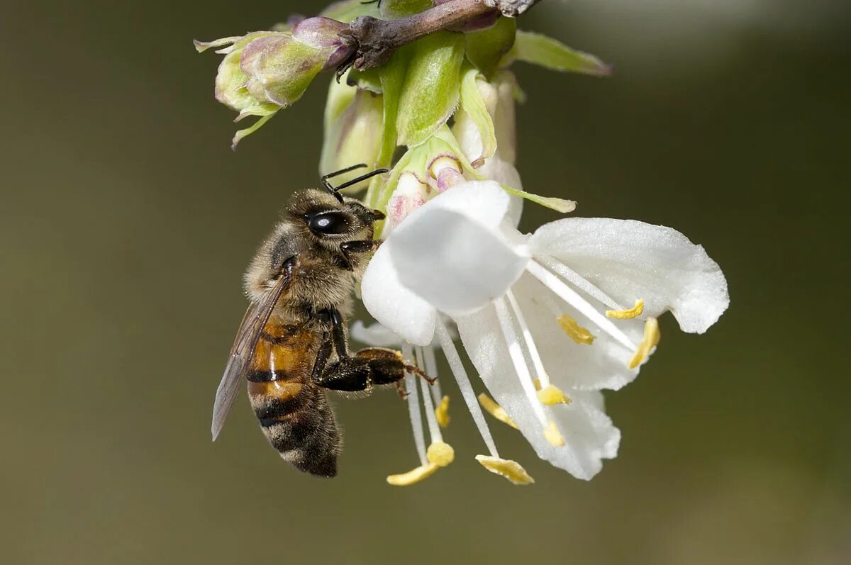 Apis mellifera mellifera. Apis wiki. Китайская восковая пчела. Апис меллифера пчела. Apis wiki.