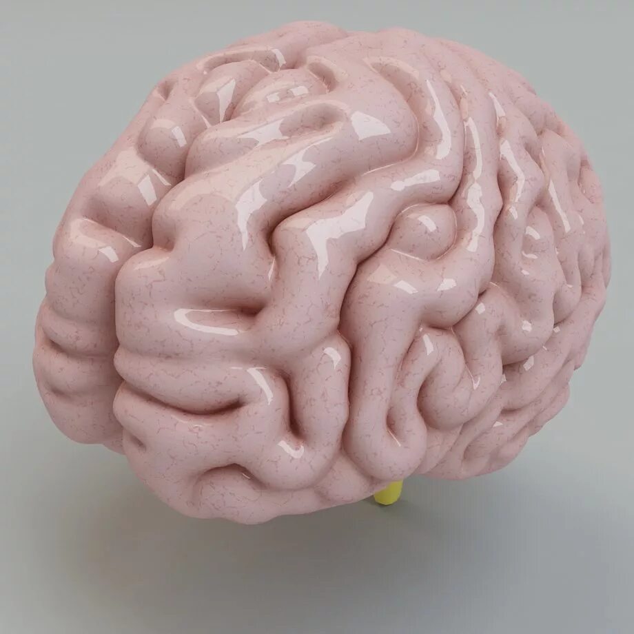 Муляж мозга. Мозг человека муляж. Макет мозга. Муляж головного мозга человека. Купить мозг бу
