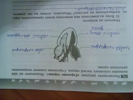 Рассмотрите рисунки объясните