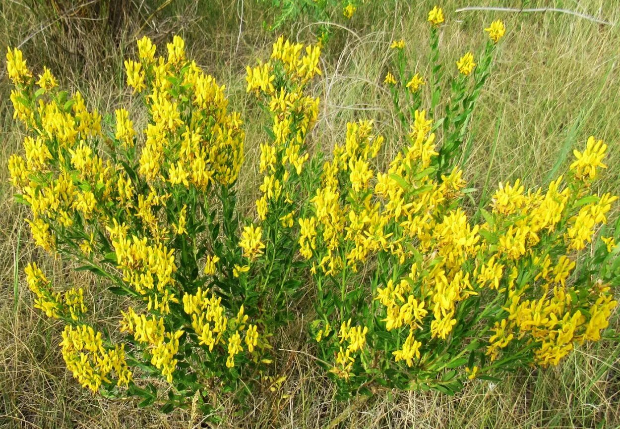 Дрок красильный (genista tinctoria). Гениста растение. Дрок красильный. ). Дрок лидийский.