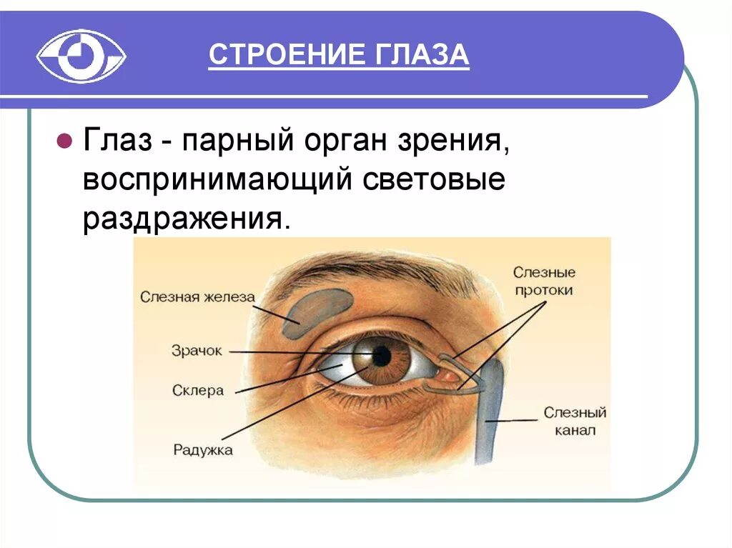 Впр глаз. Внешнее строение глаза человека схема. Строение глаза конъюнктива склера. Наружное строение глаза. Наружное строение глаза человека.