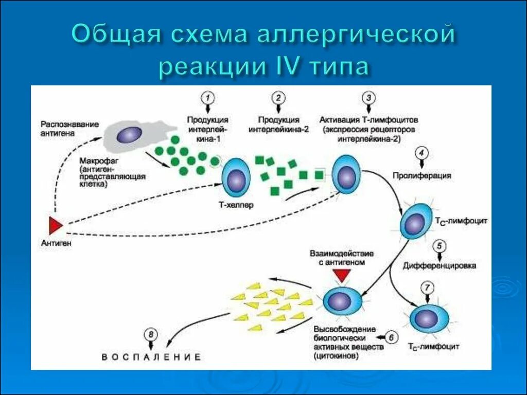 Схема аллергической реакции 4 типа. Схема 4 типа аллергической реакции ГЗТ. Схема аллергической реакции 2 типа иммунология. Эффекторный механизм 5 типа аллергических реакций.