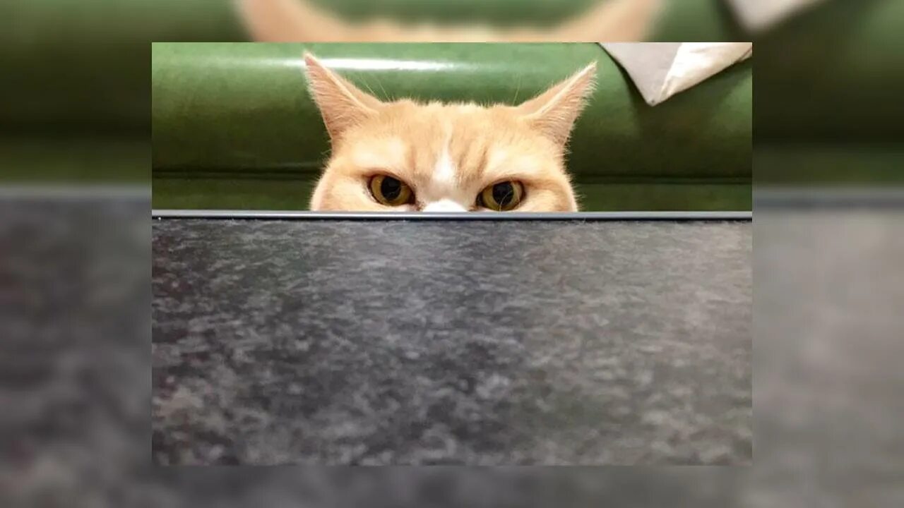 Мем выглядывает. Кот выглядывает. Кот выглядывает из-за стола. Котенок выглядывает. Злой кот выглядывает.