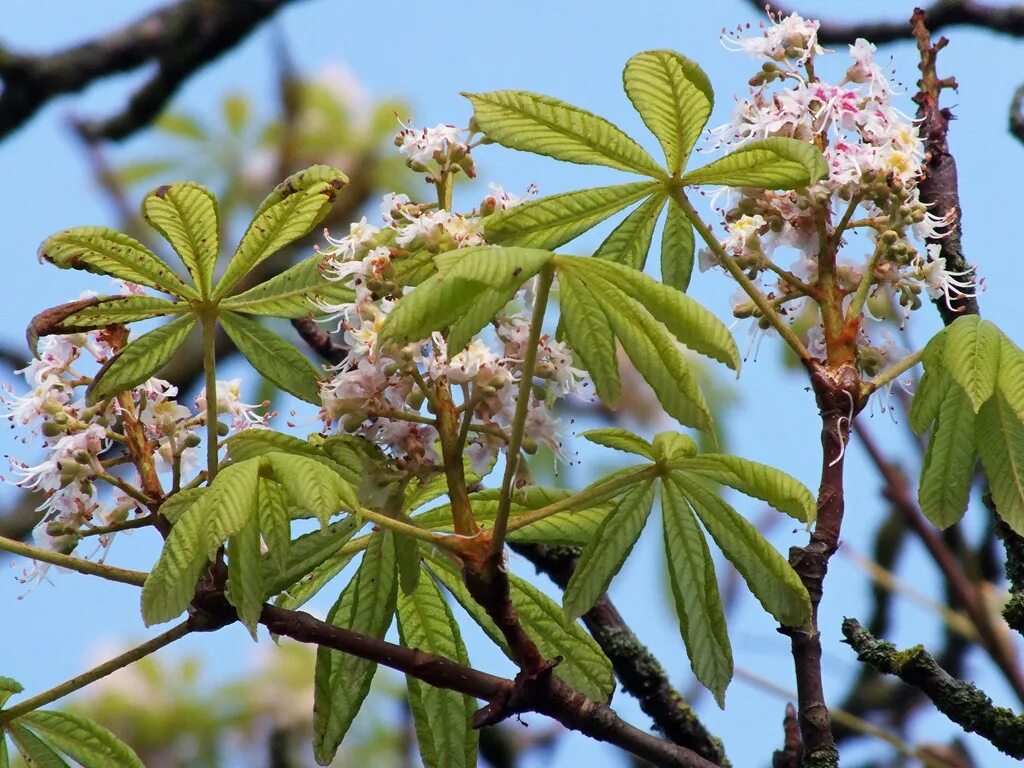 ЛРС каштана конского. Каштан конский зона USDA. Конский каштан бонсай. Aesculus chinensis. Виды каштановых