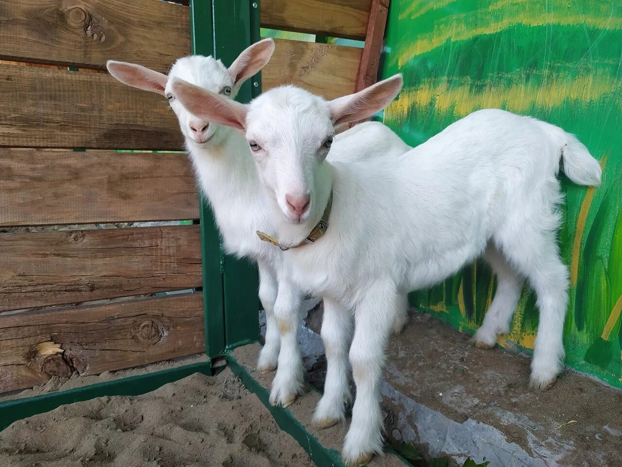 Молочные фермы в большеглушицком районе самарской области. Зоопарк самара. Самарская лука животные. Домашние животные самары. Кролики калифорнийской породы разведение.