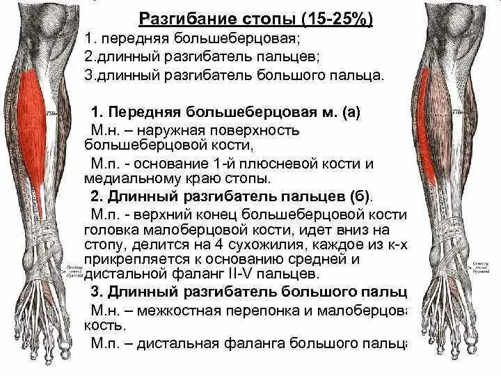 Длинный сгибатель стопы. Разгибатель пальцев анатомия. Мышцы разгибатели нижних конечностей. Длинный разгибатель большого пальца голени. Мышцы нижних конечностей разгибатель большого пальца.