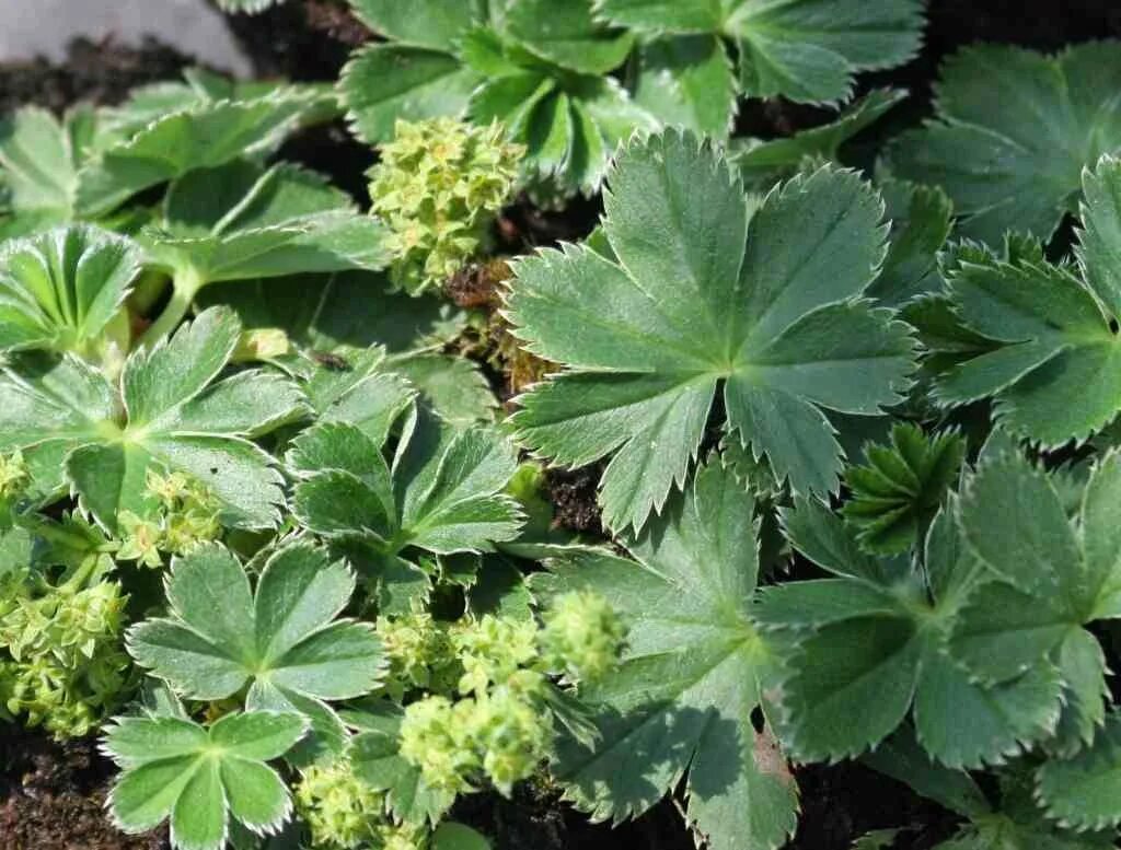 Манжетка сушеная. Манжетка robustica. Манжетка отзывы. Манжетка куртина. Аптечные травы.