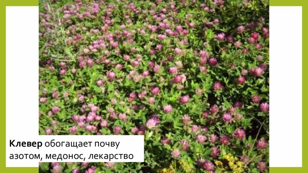 Трава сидераты для огорода. Растение обогащающее почву азотом. Зеленые удобрения в почве. Обогащение почвы азотом. Почва гумус плодородие.