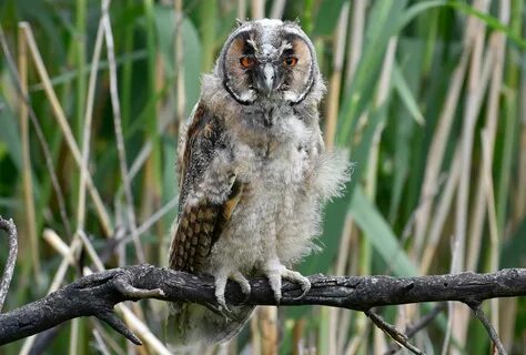 Owl отзывы