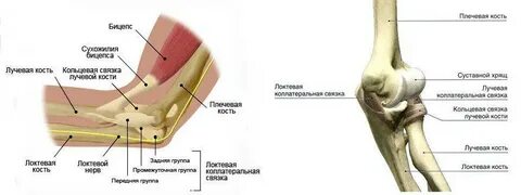 Правого и левого локтевого сустава
