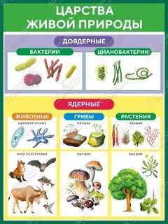 Примеры исследования живой природы