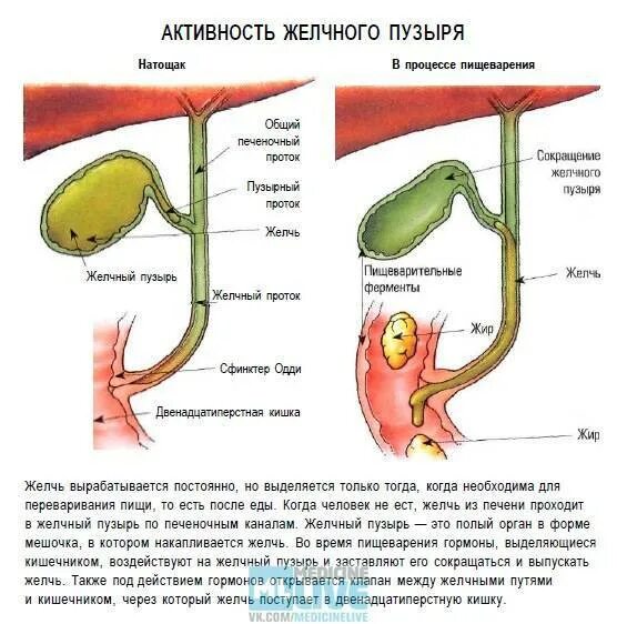 Желчный пузырь гомогенное что значит