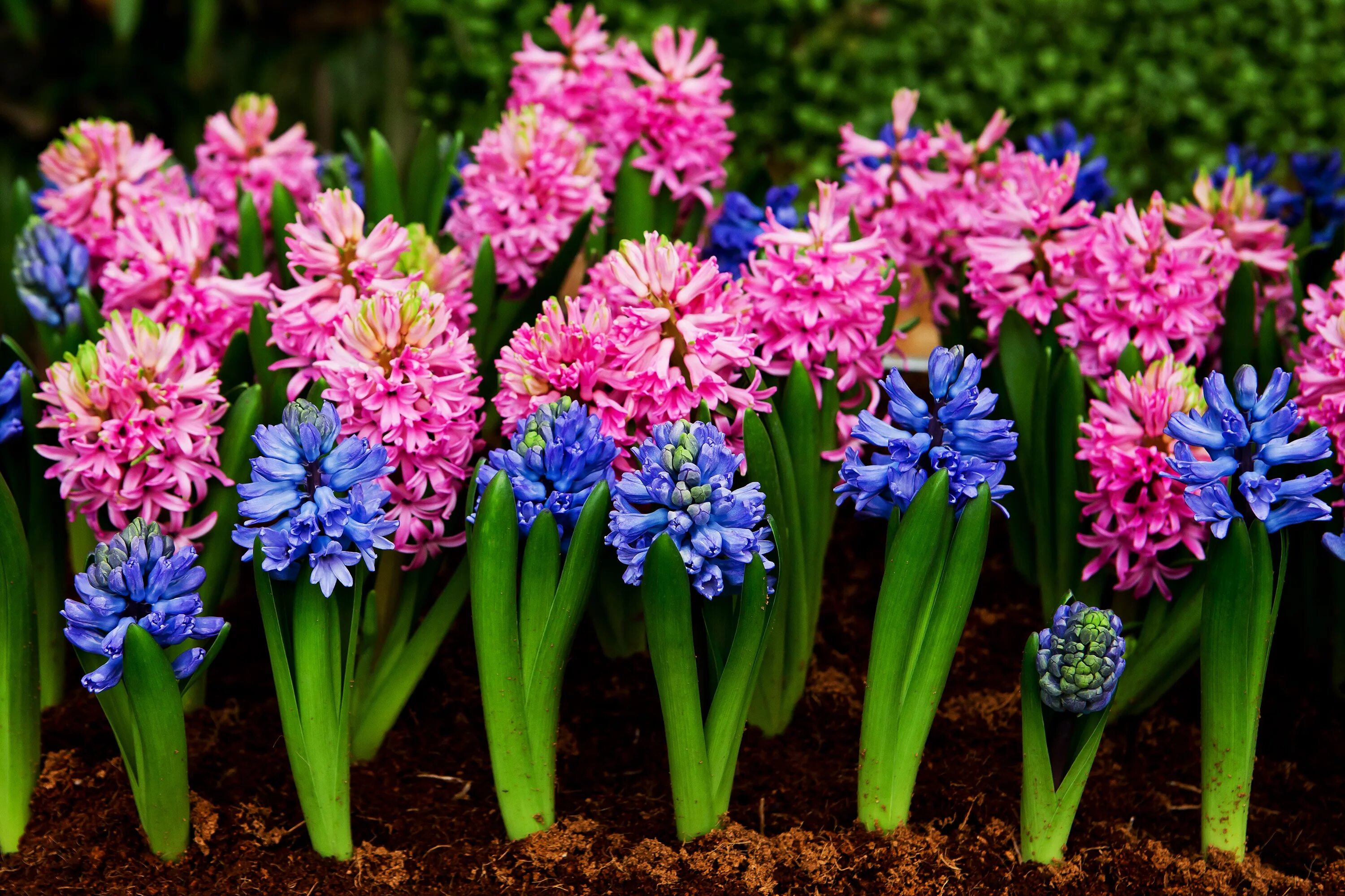 Hyacinth Bulb (Pink blue Mix) beautiful Flowers, Fragrant, Great for indoor Цвет