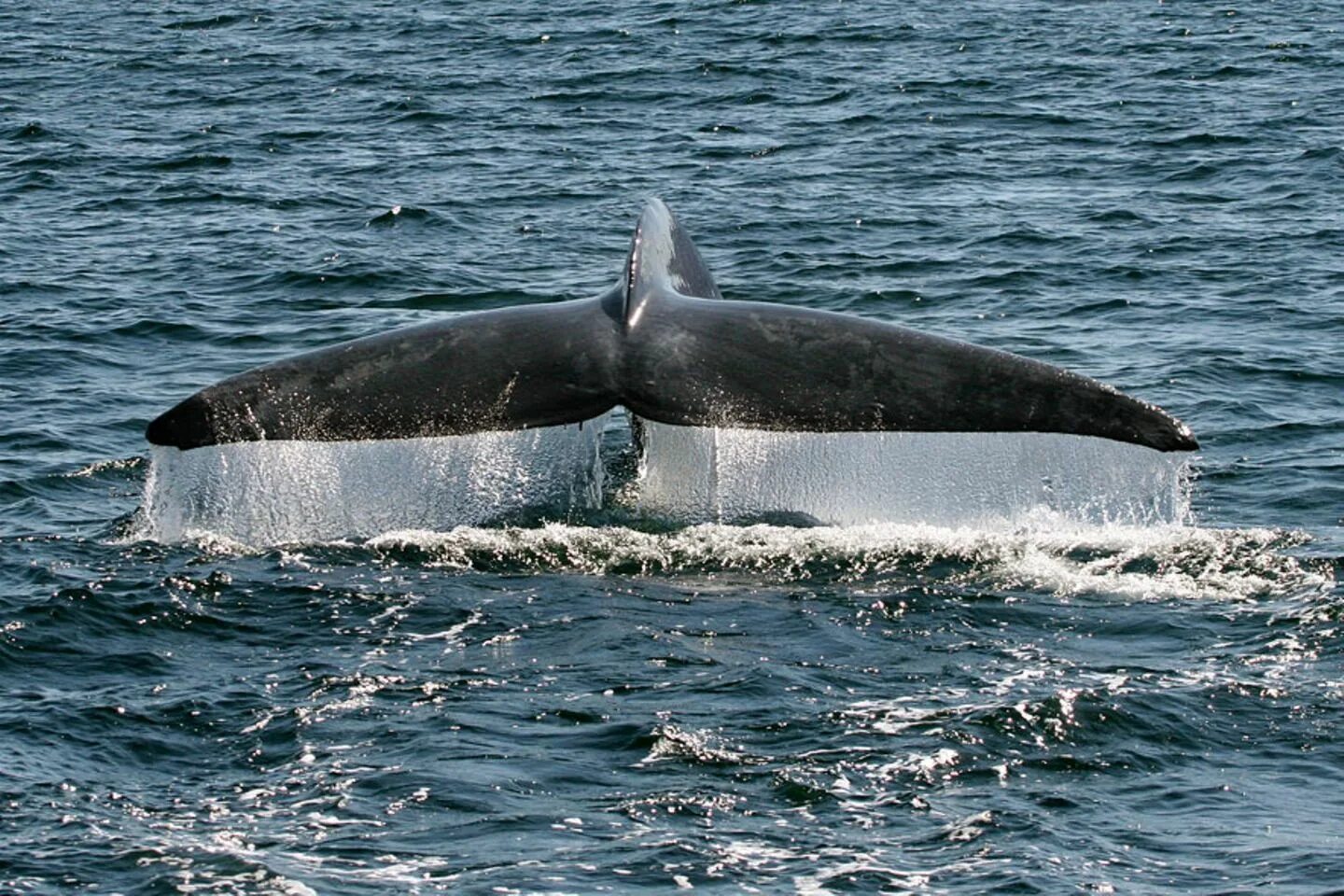 Почему кит зверь. Настоящий кит. Кит с фонтаном. Рыба кит настоящий. Фонтан кашалота.