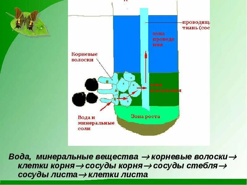 Каким образом вода. Вода и Минеральные вещества. Минеральное питание растений корневые волоски. Вода Минеральные вещества корневые волоски клетки корня сосуды корня. Вода и Минеральные вещества биология.