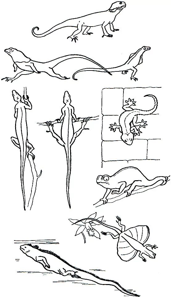 Передвижение ящериц. Способ передвижения ящерицы. Способ передвижения ящерицы. Как передвигается ящерица. Передвижение ящериц.