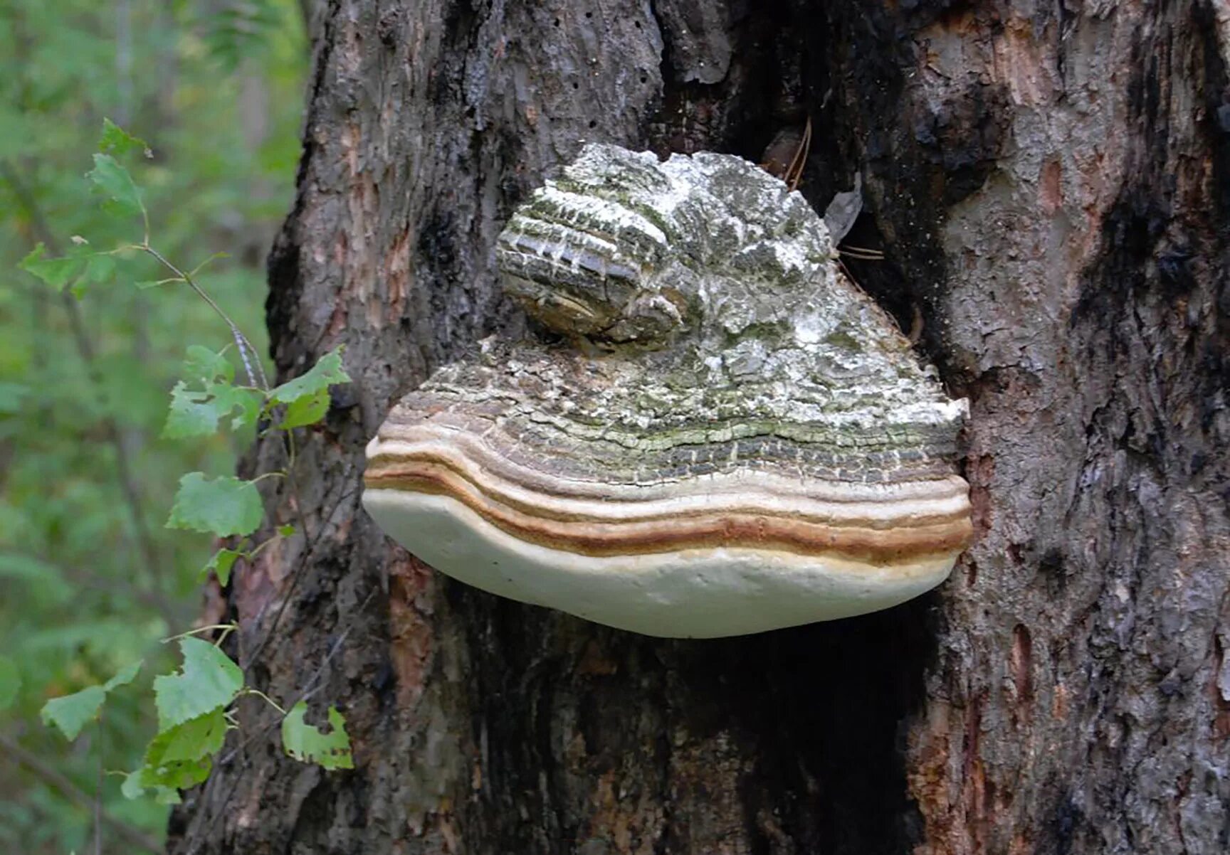 Лиственничная губка Агарикус. Лиственничная губка (Fomitopsis officinalis). Агарикус трутовик лиственничный. Агарик лиственничный гриб. Трутовик растение