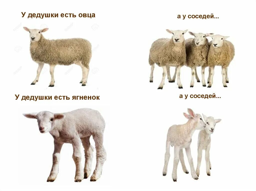 овца не принимает ягненка. овца не принимает ягненка. корм для баранов. овца не принимает ягненка. овца не принимает ягненка.