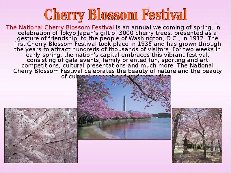 Сакура доклад. Описание Сакуры кратко. National Cherry Blossom Festival. Вашингтон Chery Blossom.