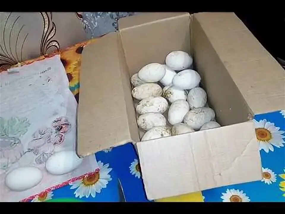 Инкубатор для яиц ово 156. Гусиные яйца в инкубаторе. Инкубатор блиц 72 гусиные яйца. Гусиное яйцо 12 день закладки. Гуси инкубация овоскопирование.