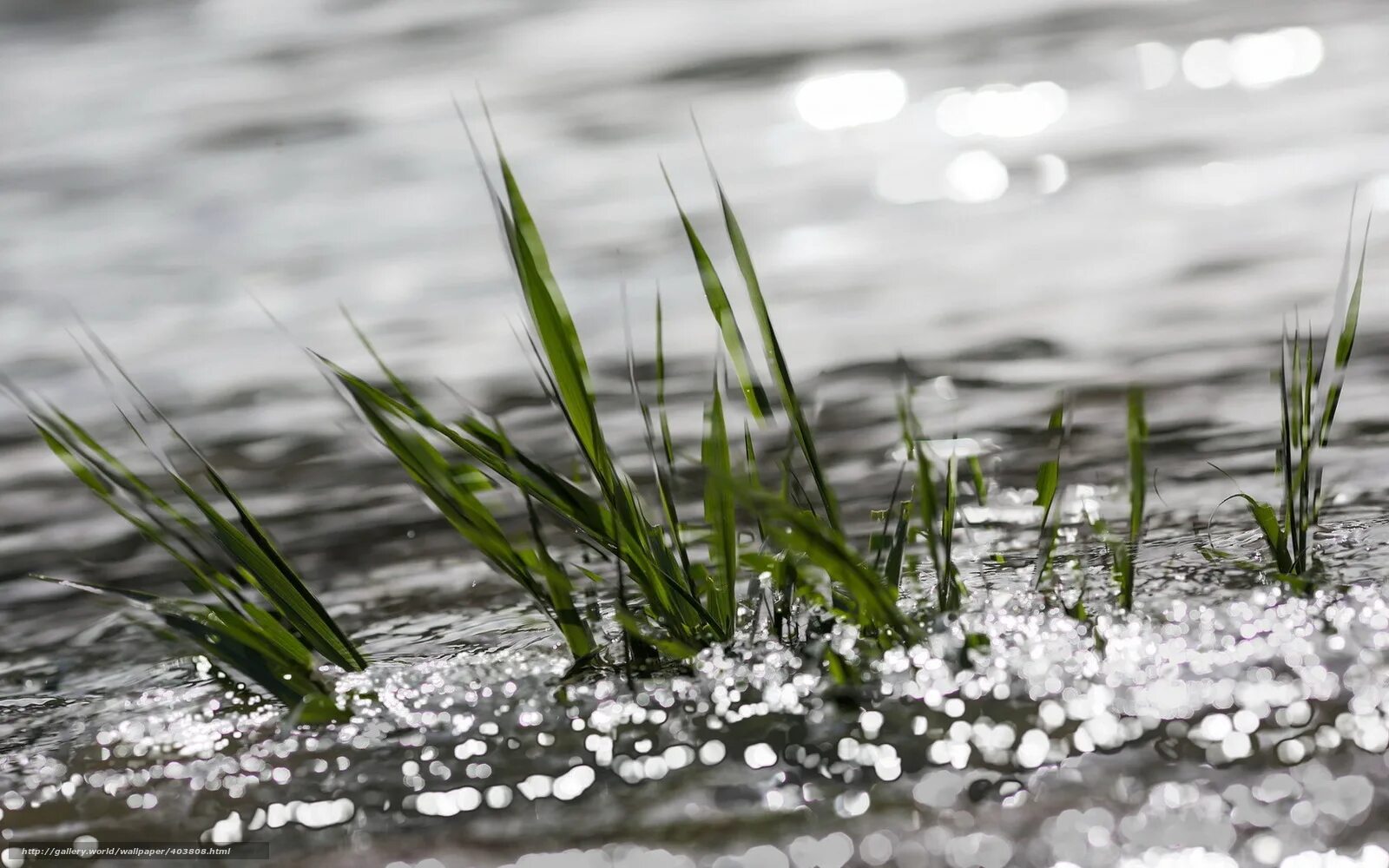 Трава на воде 5. Трава в воде. водный травка.