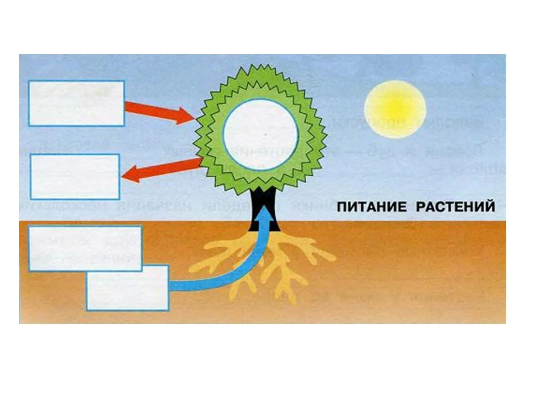 Проверочная работа по теме дыхание растений. Солнце растения и мы с вами. Тема солнце растения и мы с вами. Питание растений. Схема питания растений.