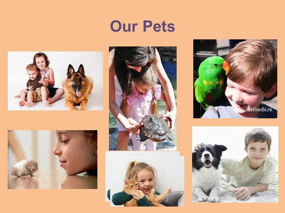 Our Pets. Картинки на тему my Pet. Feed our Pets картинки для детей. Диалог "our Pets". Pets презентация