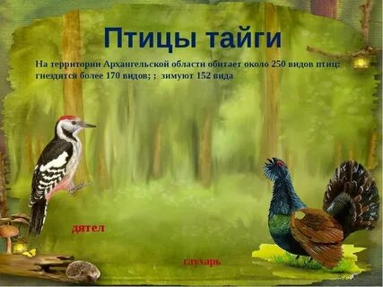 Какие птицы водятся в таежных лесах